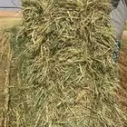 علف دخن شد 80. وزن 16