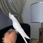 كروان البينو ((تم البيع ))