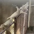 يمام هولندي