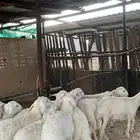 طليان حري ذبايح نظاف شرط