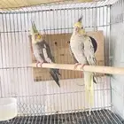 زوج كروان تركيبه جديده