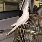 ذكر كروان البينو اليفة