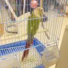 للبيع طير كنيور