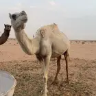رحول رحول وضحا انتجت السنه هذي ويبي له عسف بسيط سنه سديس