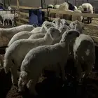 حريات للبيع جمله وتفريد