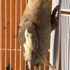 عرض الحبه ب100 الحق جمله او تفريد