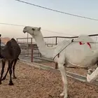 ناقه عشرا وضحا