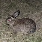 ارانب للبيع ارنب ذكور