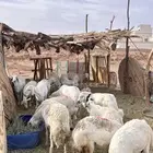 غنم حري للبيع