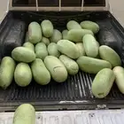 حبحب الجوف 36 حبه