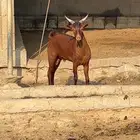 تيس ادهم مخصي فل شحم