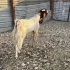 فحل البيع سنه صغير