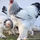 بيض دجاج كولمبي خوارج سلالةكونك فاخره وحجام عملاقه مستويTOP