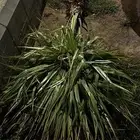 زرعه الدوم