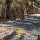 يوجد لدي (سعف)