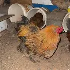 اعرض لكم ديك براهمه شرط تلقيح وصحه العمر 9شهور