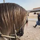 حصان ورق شيخ