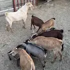 معزا حص للبيع