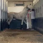 حصان واهو