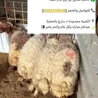 ضحايا