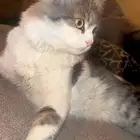 قطوة