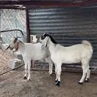 للبيع معزاء مقنوي كفووو