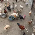 خميس مشيط