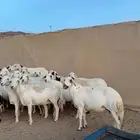 39 بفحلها حصيب وصنف