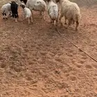 غنم مواليد
