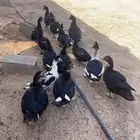 بط مصري سوداني