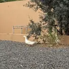 للبيع بط كفو ذكر ونثى