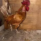 ديك