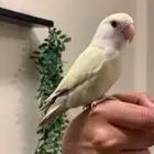 روز كريمنو بلو اليف نشبة هدد فاخر (لون مميز ونادر نسبيا )