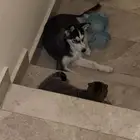 كلب هاسكي للبيع