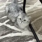 انثي شيرازي للتبني
