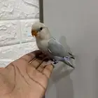 للبيع روز شبه مفطوم (( تم البيع ))