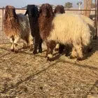 بهم طيب بلحيل وجبر و فل شحم عدده 4 فيه رخل