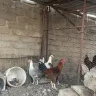 دجاج للبيع