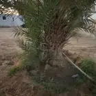 جثيث للبيع بديره و حمراء عميق وحمراء حصان ومقفزي وشكله وخلع