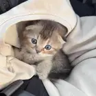 قطه سكواتش فولد