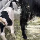 عنز خلفه طيبه