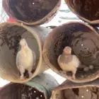 حمام مشكل
