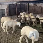 طليان حريه