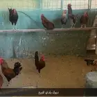 ديوك بلدي للبيع