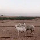 حريات حيل