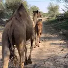 ناقه خلفه عليها بكره عمرها 3 اشهرهديه وشرط من جميع العذاريب