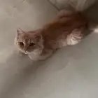 قط شيرازي لعوب - تبني