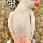ببغاء درة متكلم
