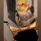 عصفور ببغاء كروان ذكر