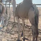 بكره مفروده تماميه